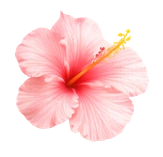 Pink flower